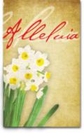 alleluia flowers